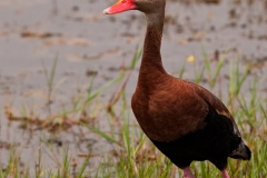 Black-bellied_Whistling_Duck_Aransas_National_Wildlife_Refuge_Texas