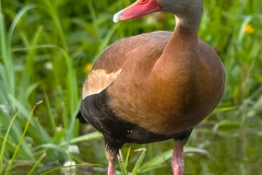 Black-bellied_Whistling_Duck_Brazos_Bend_State_Park_Texas