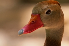 Black-bellied_Whistling_Duck_Head_South_Padre_Island_Texas