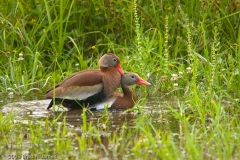 Black-bellied_Whistling_Duck_On_Top_Brazos_Bend_State_Park_Texas