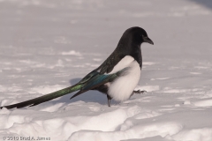 Black-billed_Magpie_Mammoth_Hotsprings_Yellowstone