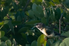 Black-capped_Vireo_Balcones_NWR_Austin_Texas