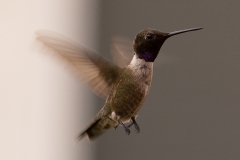 Black-chinned_humming_bird_On_The_Wing_Backyard_Austin_Texas