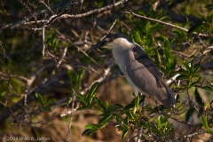 Black-crowned_Night-heron_Everglades_National_Park