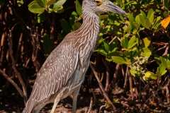 Black-crowned_Night_Juvenile_Heron_Indian_Point_Corpus_Christi_Texas