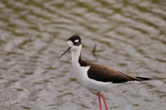 Black-necked_Stilt_Baytown