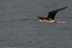 Black-necked_Stilt_on_the_Wing_Port_Aransas_Texas