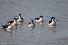 Black-necked_Stilts_Group_Aranasas_Pass_Texas