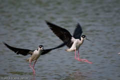 Black-necked_Stilts_Landing_Aranasas_Pass_Texas