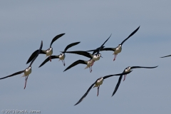 Black-necked_Stilts_on_the_Wing_Inbound_Port_Aransas_Texas