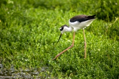 Black-necked_stilt_Mustang_Island_Texas