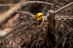 Black-throated_Green_Warbler_Port_Aransas_Texas