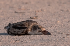 Black_Skimmer_Chick_Playing_Dead_Rockport_Texas