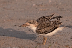 Black_Skimmer_Chick_Rockport_Texas