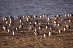 Black_Skimmer_Group_Rockport_Texas