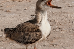 Black_Skimmer_Juvenile_Calling_Rockport_Texas