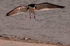 Black_Skimmer_Launch_After_Bathing_Rockport_Texas