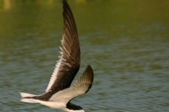 Black_Skimmer_Mustang_Island_Texas