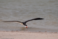 Black_Skimmer_Skimming_Along_Beach_Rockport_Texas