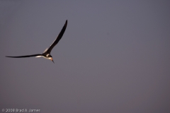 Black_Skimmer_on_the_wing_Rockport_Texas