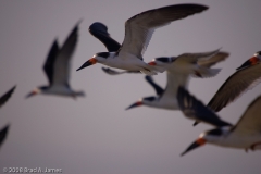 Black_Skimmers_on_the_Wing_Rockport_Texas