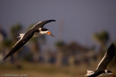 Black_Skimmers_on_the_Wing_Turning_Rockport_Texas