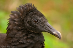 Black_Vulture_Everglades_National_Park