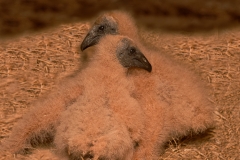 Black_Vulture_Hatchlings_Dworaczyk_Ranch