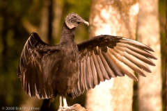 Black_Vulture_Homosassa_Springs_Florida