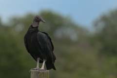 Black_Vulture_Mom_Dworaczyk_Ranch