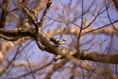 Black_and_White_Warbler