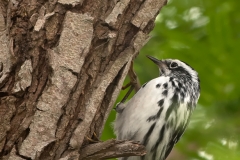 Black_and_White_Warbler_South_Padre_Island_Texas