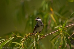 Blackpoll_Warbler_Port_Aransas_Texas