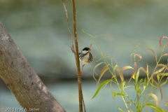 Blackpoll_Warbler_on_Branch_Port_Aransas_Texas