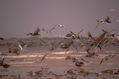 Blast_Off_Colorado_River_Intersection_with_Gulf_of_Mexico_Matagorda_Texas