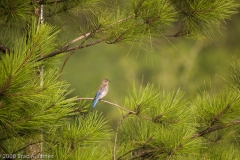 Blue-gray_Gnatcatcher_-_Jasper_Texas