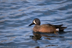 Blue-winged_Teal_Brazos_Bend_State_Park_Texas