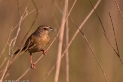 Botteri_s_Sparrow_King_Ranch_Texas