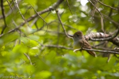 Brown-crested_Flycatcher_-_McKinney_Falls_State_Park_Texas