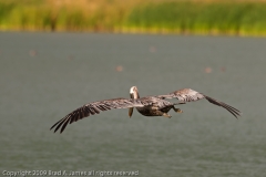 Brown_Pelican_Coming_in_for_a_Landing_Mustang_Island_Texas_1
