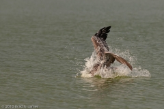 Brown_Pelican_Coming_in_for_a_Landing_Mustang_Island_Texas_2