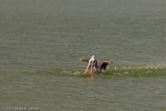 Brown_Pelican_Coming_in_for_a_Landing_Mustang_Island_Texas_3