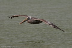 Brown_Pelican_Cruising_Mustang_Island_Texas