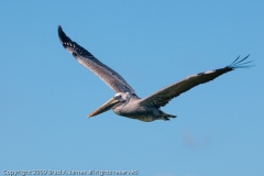 Brown_Pelican_Fly_By_Port_Aransas_Texas