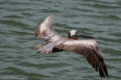 Brown_Pelican_Flying_Away_Cove_Harbor_Rockport_Texas