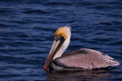 Brown_Pelican_Homosassa_Springs_Florida