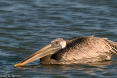 Brown_Pelican_Mustang_Island_Texas