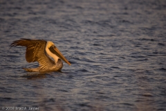 Brown_Pelican_Rockport_Texas