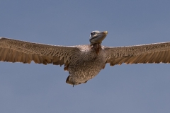 Brown_Pelican_in_Flight_Mustang_Island_State_Park_Texasg