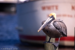 Brown_Pelican_on_post_Homosassa_Springs_Florida